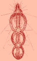 kundalini yoga
